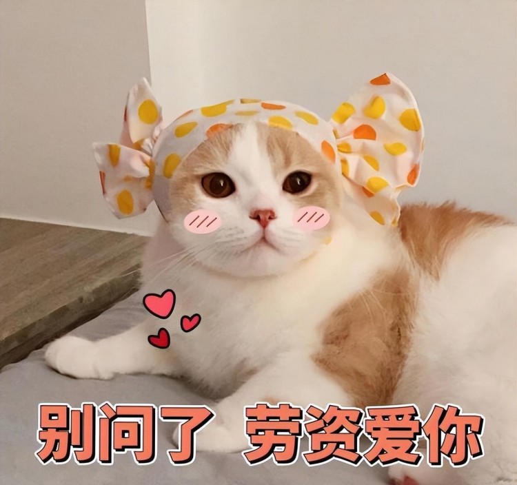 猫咪爱主人是有等级之分的看看你到哪一级了