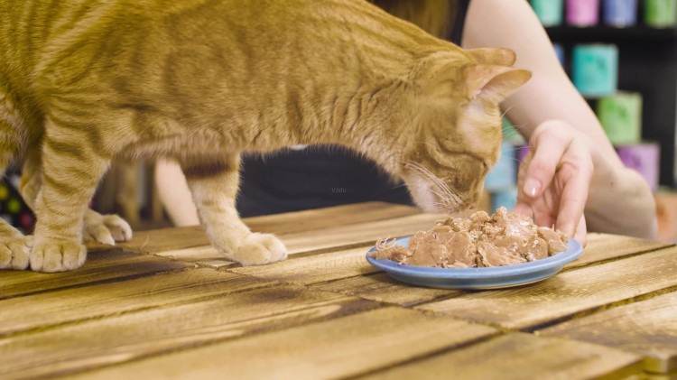 慕了！猫咪出现这7种行为说明它是来报恩的