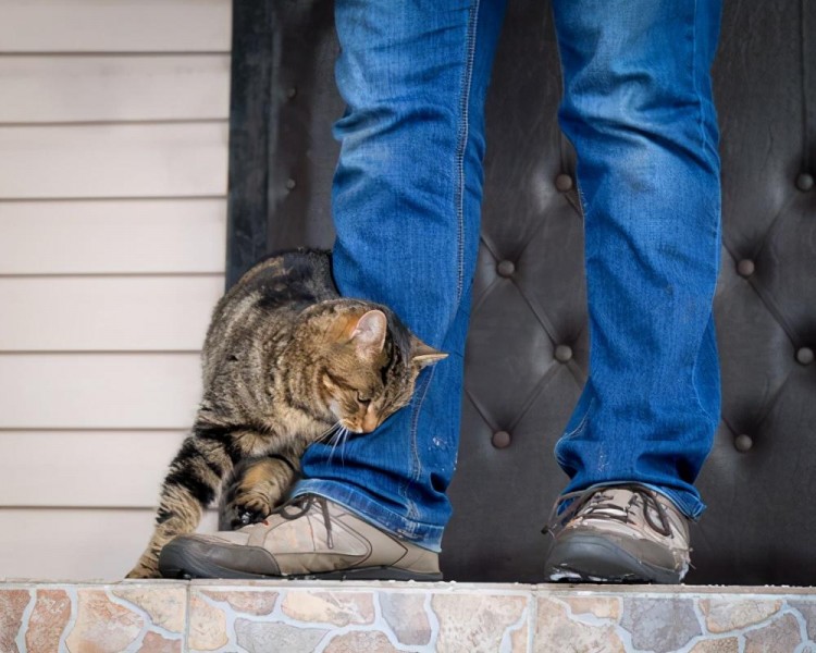 猫咪吃醋的报复心有多强不是自己亲身经历还不信