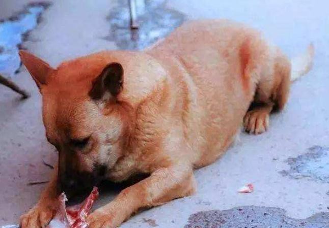 下面5种东西不要给狗狗吃肉骨头不能吃馒头为啥也不行