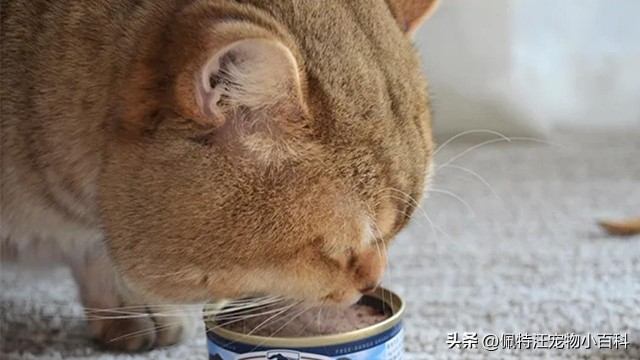 170g的猫罐头分几次喂给猫咪吃