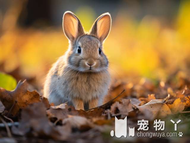 彩虹花园，宠物火化殡葬安乐善终，你知道吗?